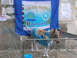 asinello del napoli